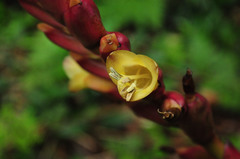 Vriesea platynema variegata