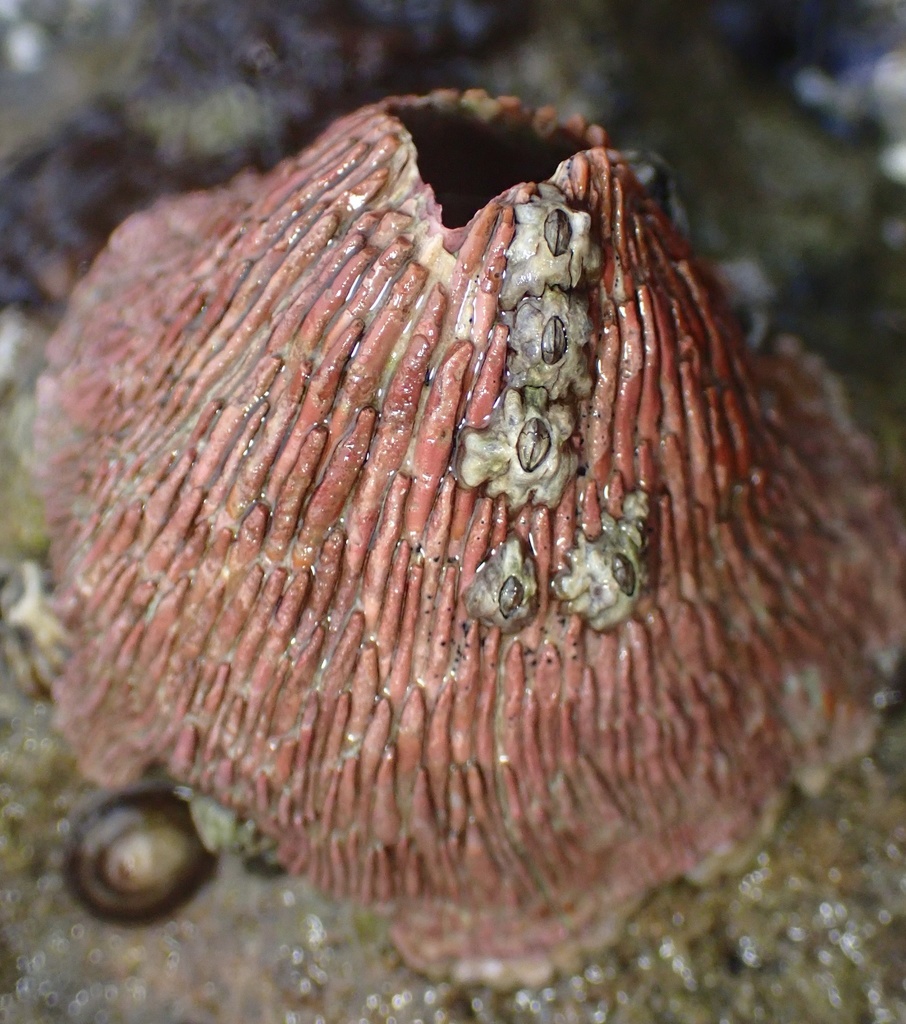 Pink Volcano Barnacle