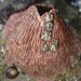 Pink Volcano Barnacle - Photo (c) Cricket Raspet, some rights reserved (CC BY), uploaded by Cricket Raspet