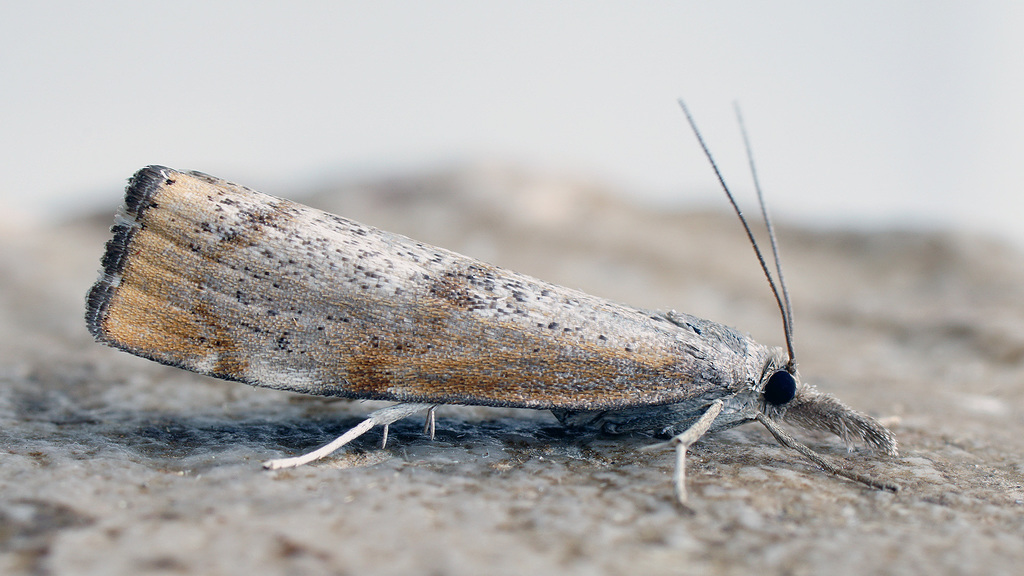Pediasia truncatellus