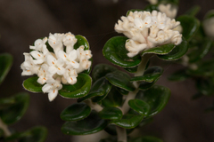 Pimelea nivea