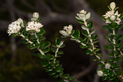 Pimelea nivea