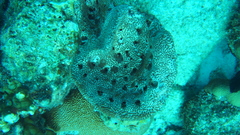 Ircinia campana
