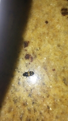 Glischrochilus fasciatus