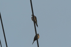 Zenaida macroura image