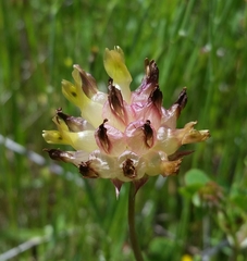 Trifolium fucatum
