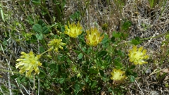 Trifolium fucatum