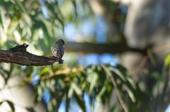 Contopus cinereus