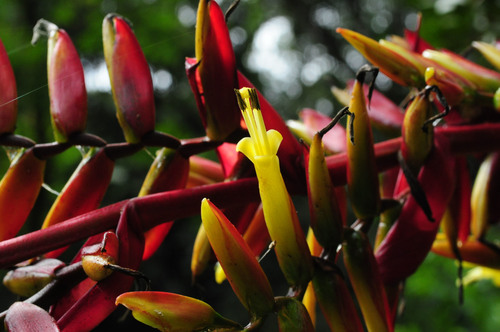 Vriesea friburgensis