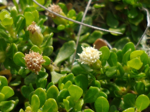 Image of Baccharis patagonica by no rights reserved