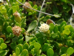 Baccharis patagonica