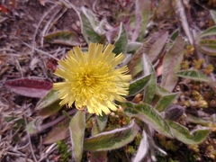 Pilosella officinarum