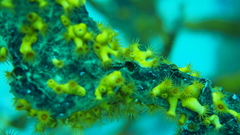 Parazoanthus swiftii