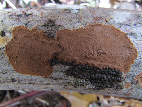 Hymenochaete fuliginosa, 2017-12-03
