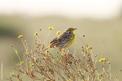 Macronyx aurantiigula