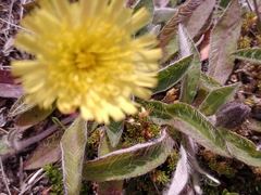 Pilosella officinarum