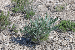 Caulanthus crassicaulis