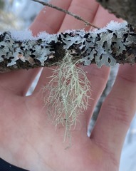 Usnea subgracilis