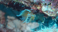 Serpula vermicularis