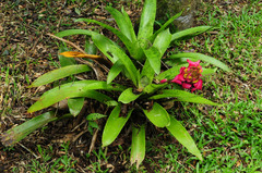 Canistrum cyathiforme