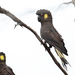 Tasmanian Yellow-tailed Black Cockatoo - Photo (c) Liana, some rights reserved (CC BY-NC), uploaded by Liana