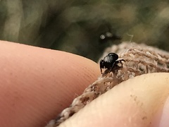 Sassacus cyaneus