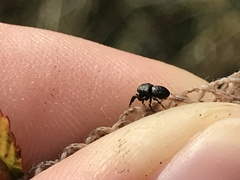 Sassacus cyaneus