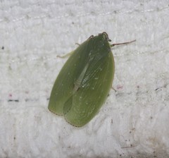 Anabunda murrayfletcheri