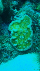 Mycetophyllia