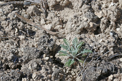 Chaenactis douglasii douglasii