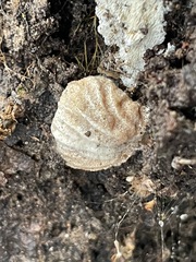 Hypomyces tubariicola