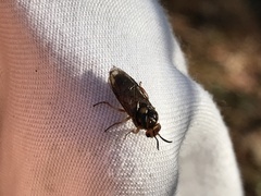 Neodiprion