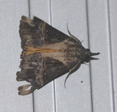 Dichromia quinqualis