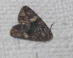 Condica macrosema