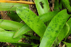 Canistrum cyathiforme