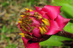 Canistrum cyathiforme