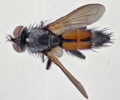 Brullaea ocypteroidea