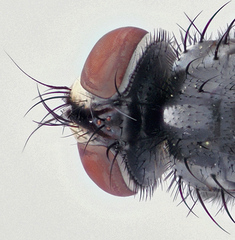 Brullaea ocypteroidea
