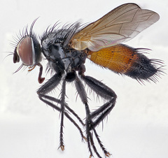 Brullaea ocypteroidea