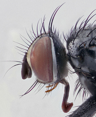 Brullaea ocypteroidea
