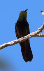 Anthracothorax aurulentus