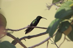Anthracothorax aurulentus