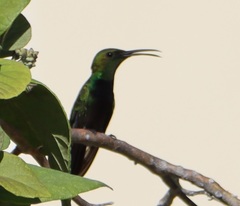 Anthracothorax aurulentus