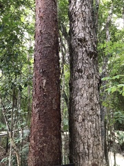 Metopium brownei