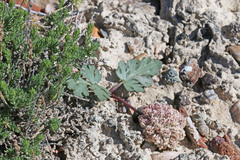 Cymopterus coulteri