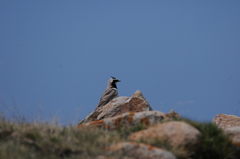 Eremophila alpestris albigula