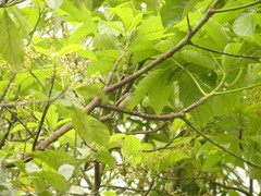 Phyllomyias griseiceps