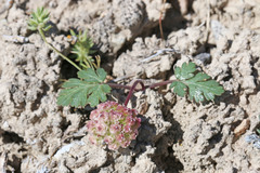 Cymopterus coulteri