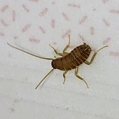 Periplaneta americana