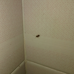 Periplaneta americana